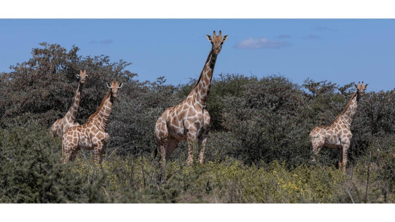Sandune Game Lodge Gobabis 外观 照片